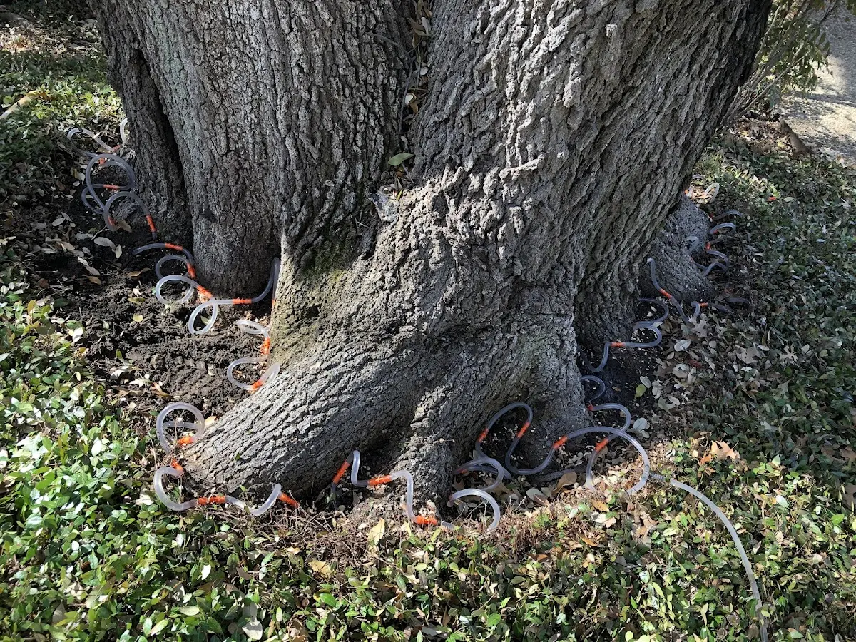 Detailed Tree Cabling and Bracing job site in Hydro