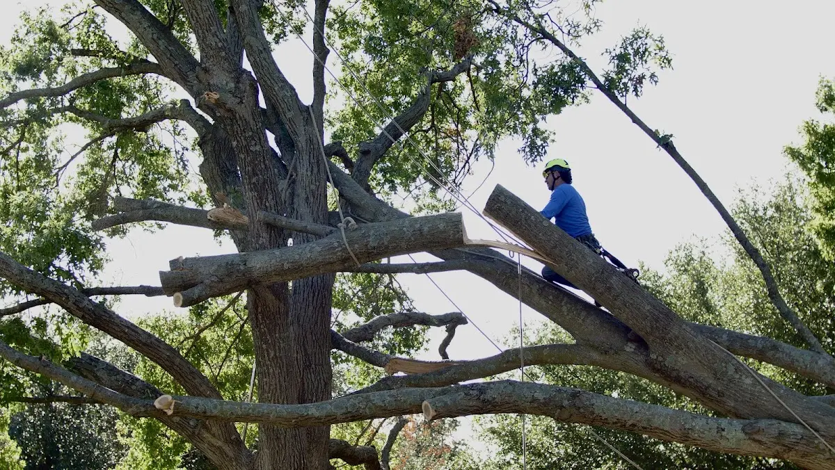 Professional Hazardous Tree Removal performed by certified arborists in Hydro